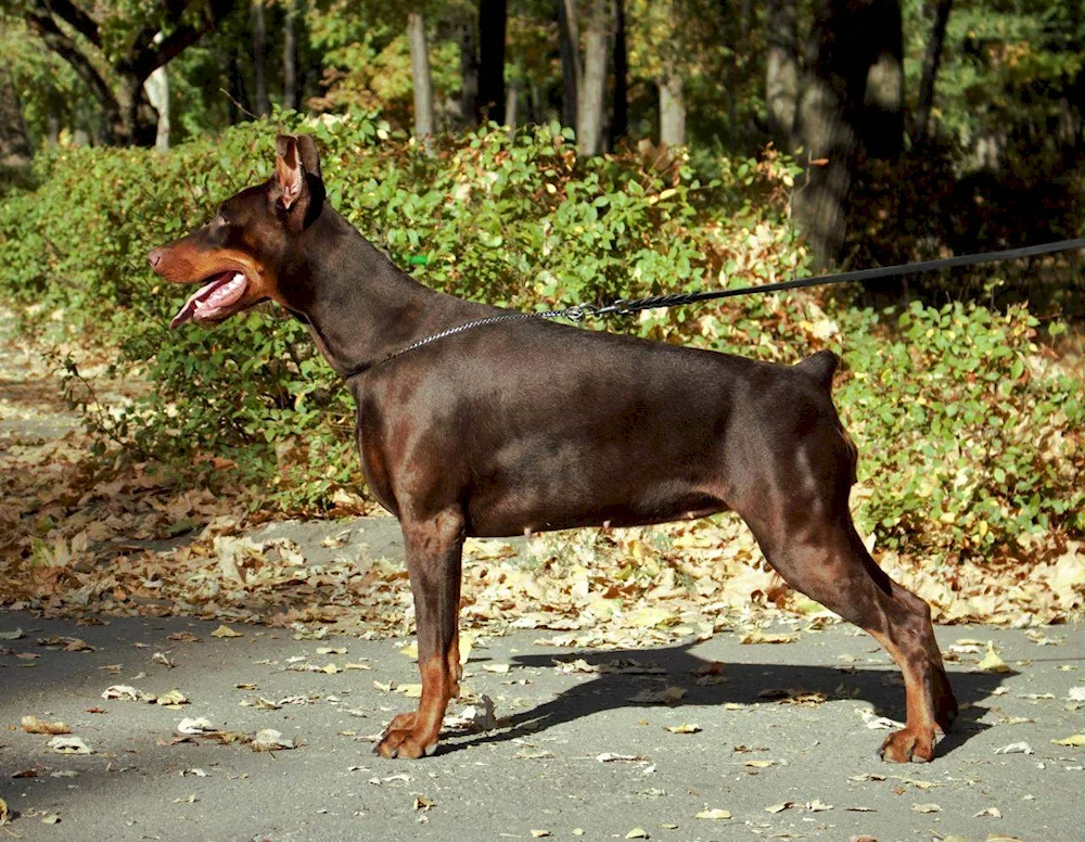 Doberman Brown Pitched