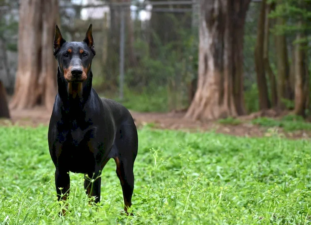 Doberman dog