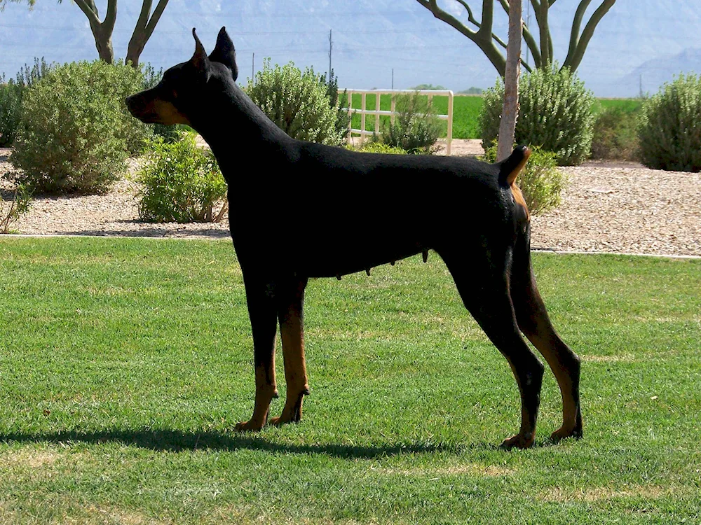 Doberman pinscher