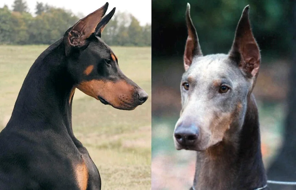 Doberman pinscher