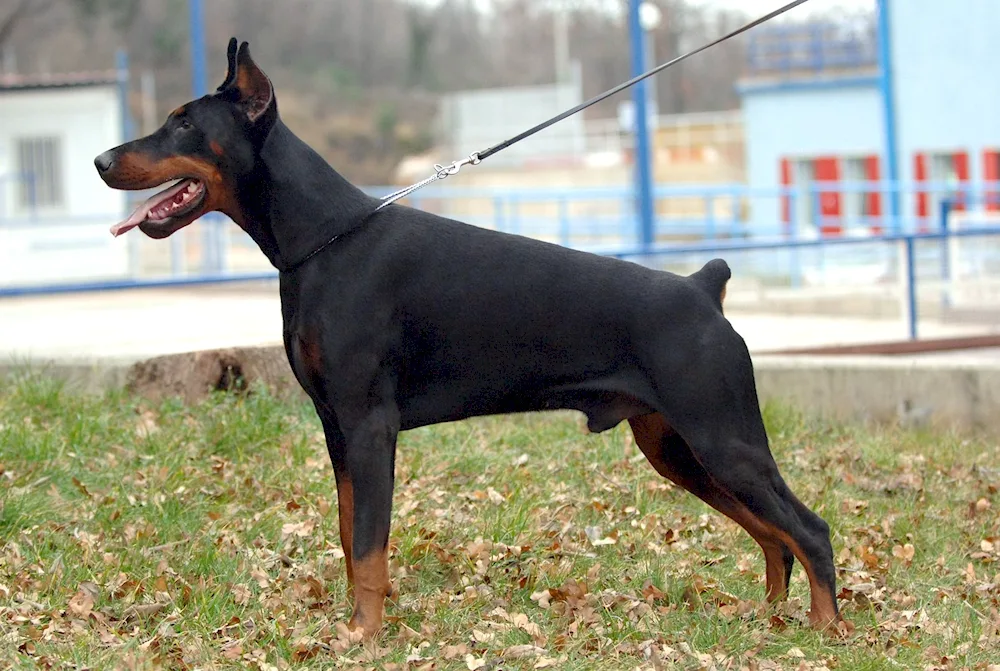 King Doberman