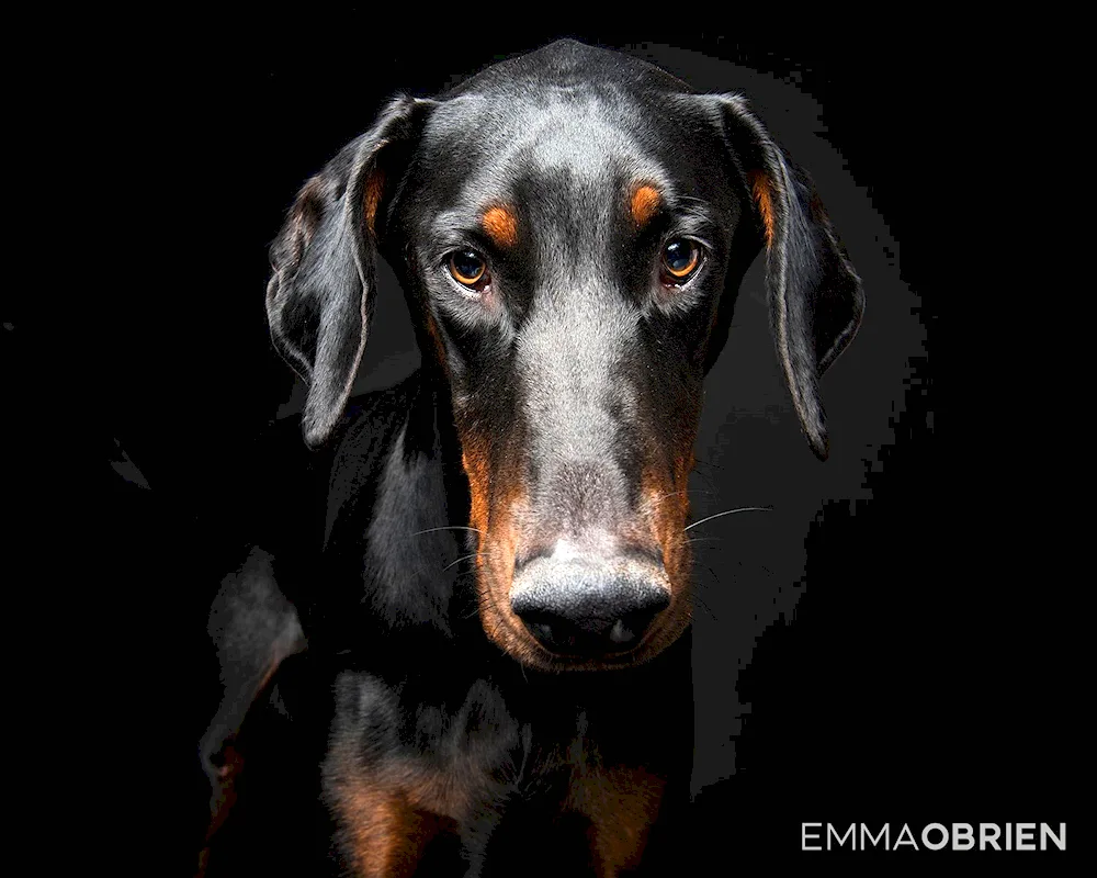 Doberman dog