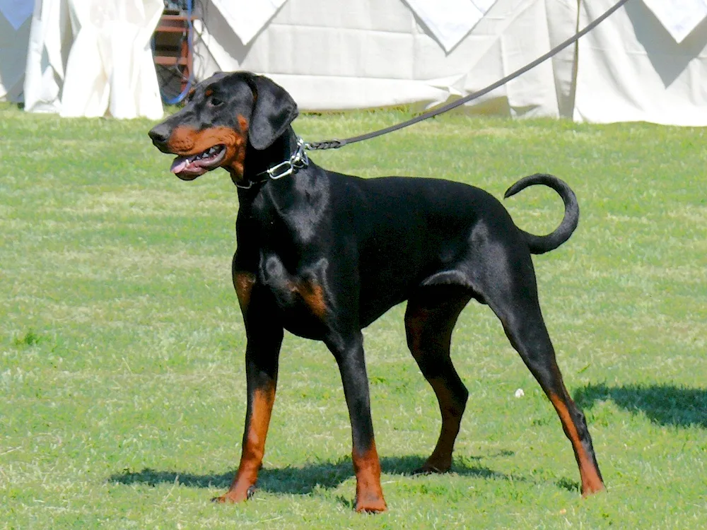 Doberman uncut