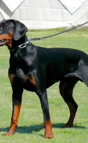 Doberman uncouped