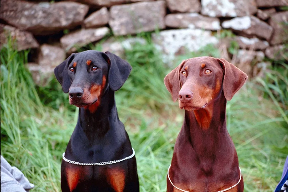 Doberman uncut