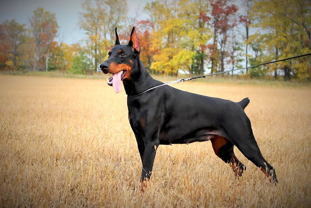 Doberman pinscher dog breed