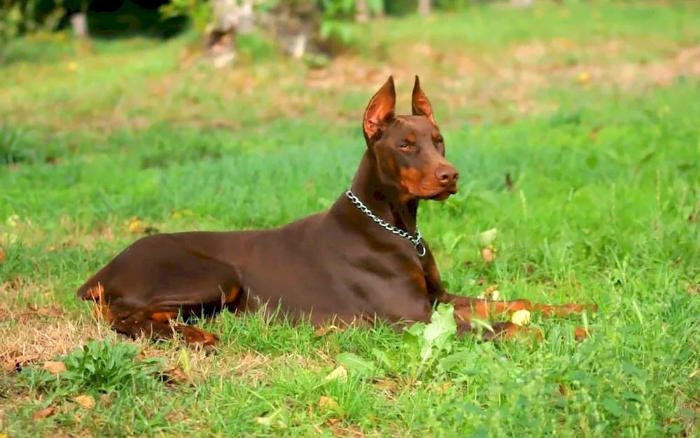 Sad Doberman