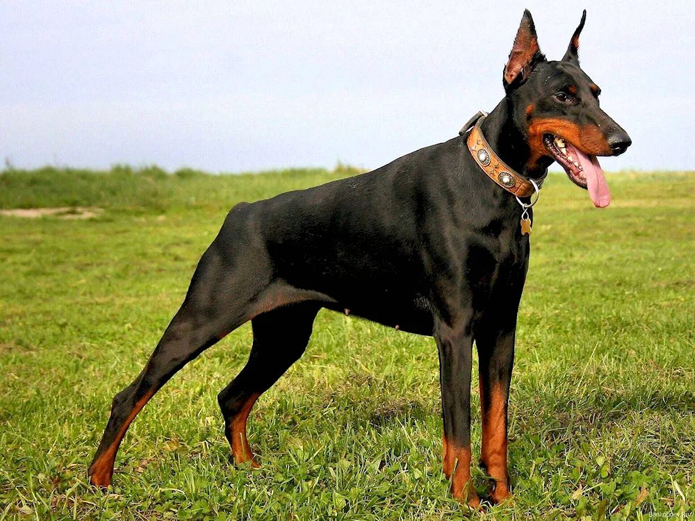 Doberman dog