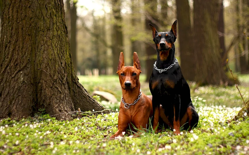 Doberman dog breeds