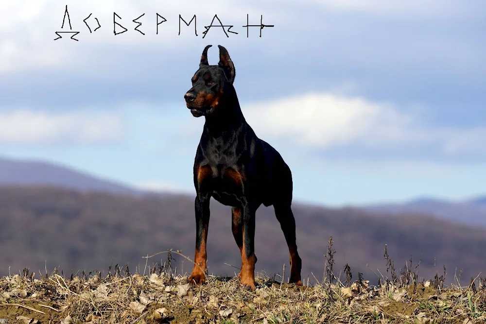 Doberman pinscher