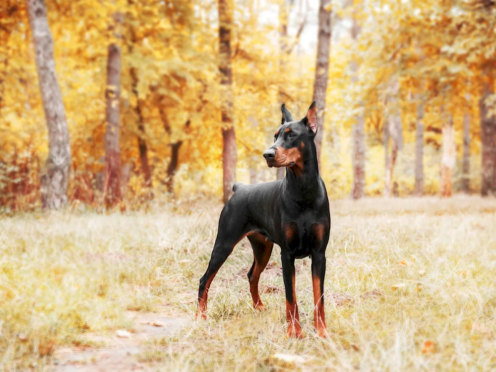 Doberman pinscher