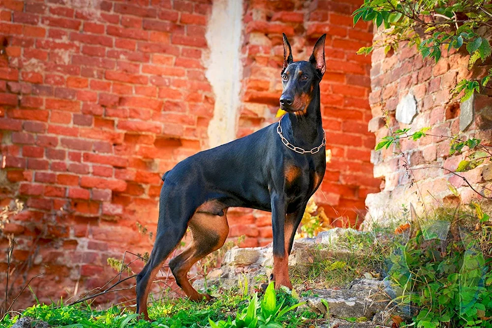 Doberman dog