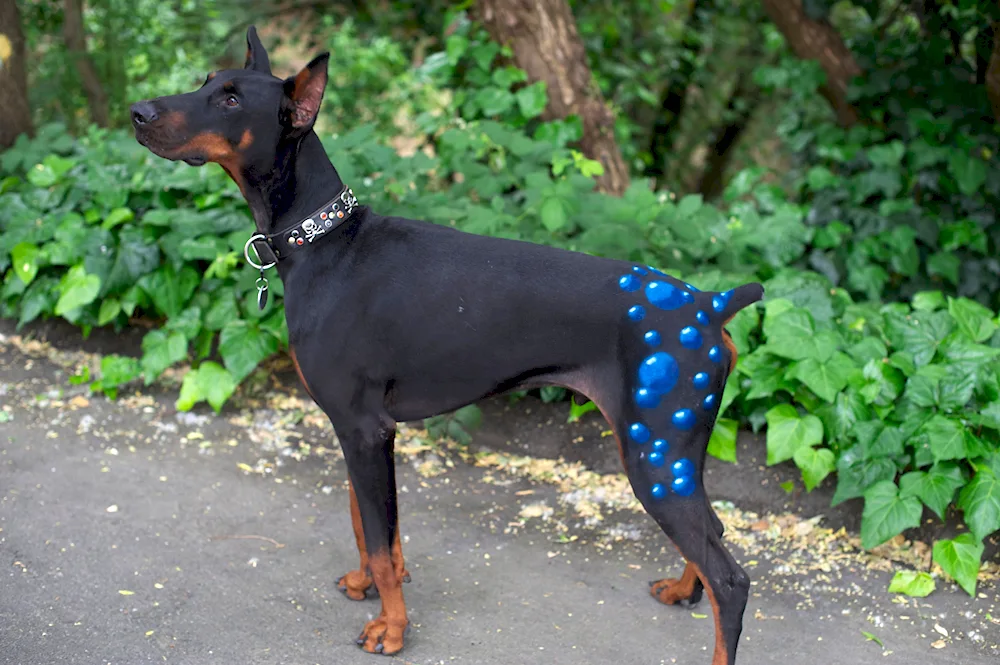 Doberman pinscher