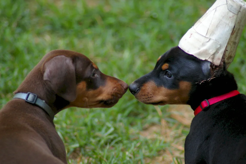 Doberman dog