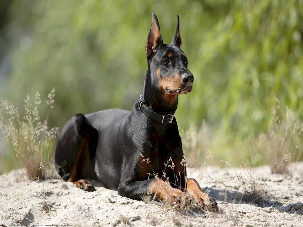 Doberman dog