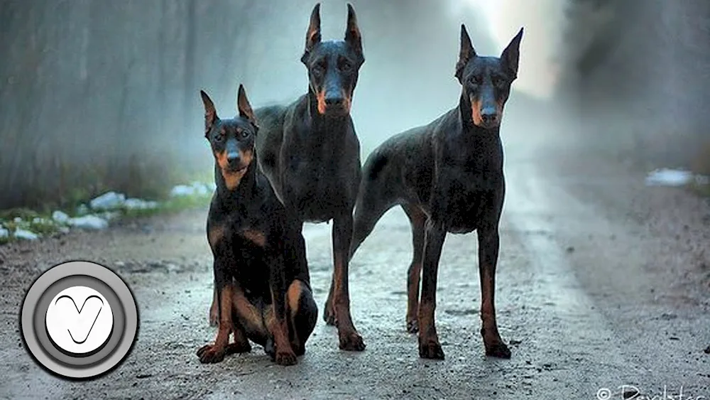 Doberman dog