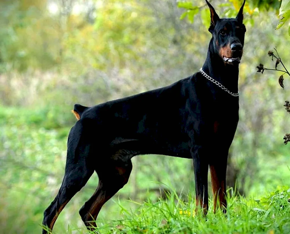 Doberman pinscher