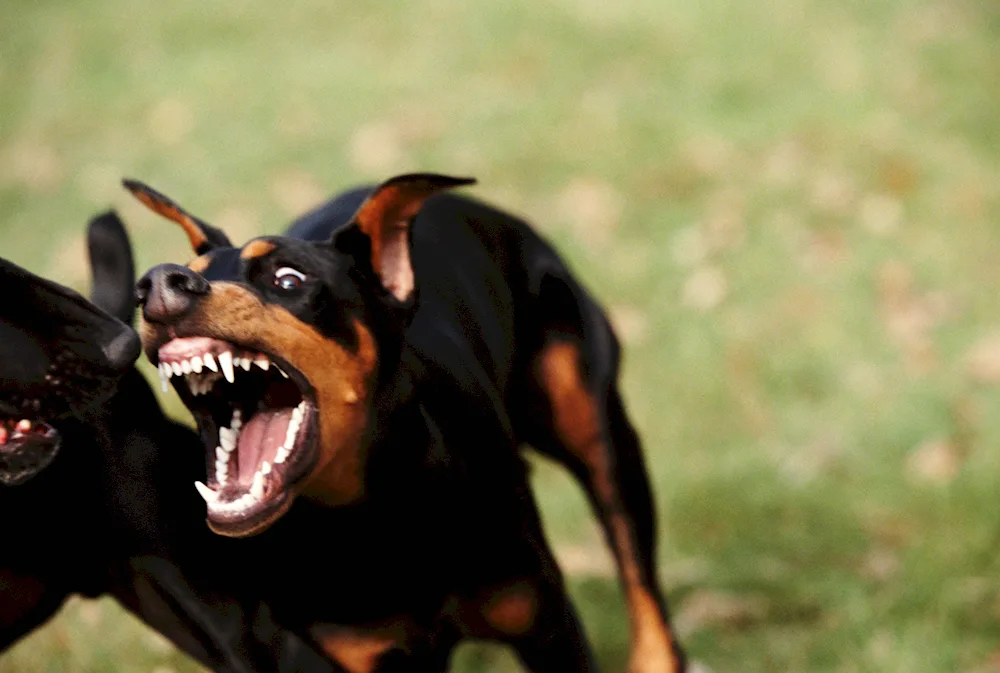 Doberman pinscher