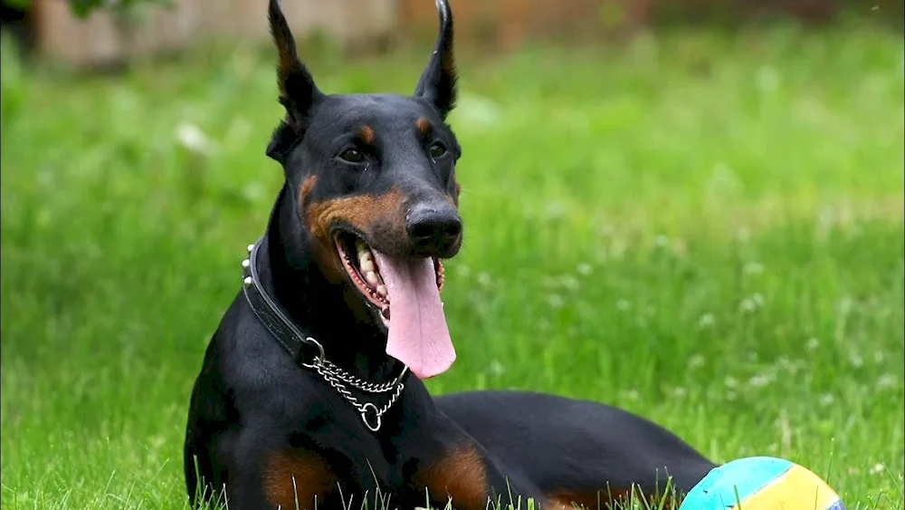 Doberman pinscher