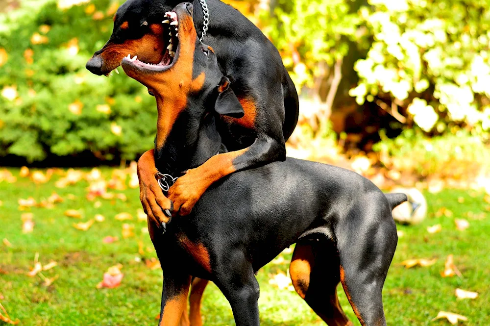 Australian Doberman