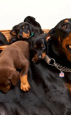 Doberman pinscher