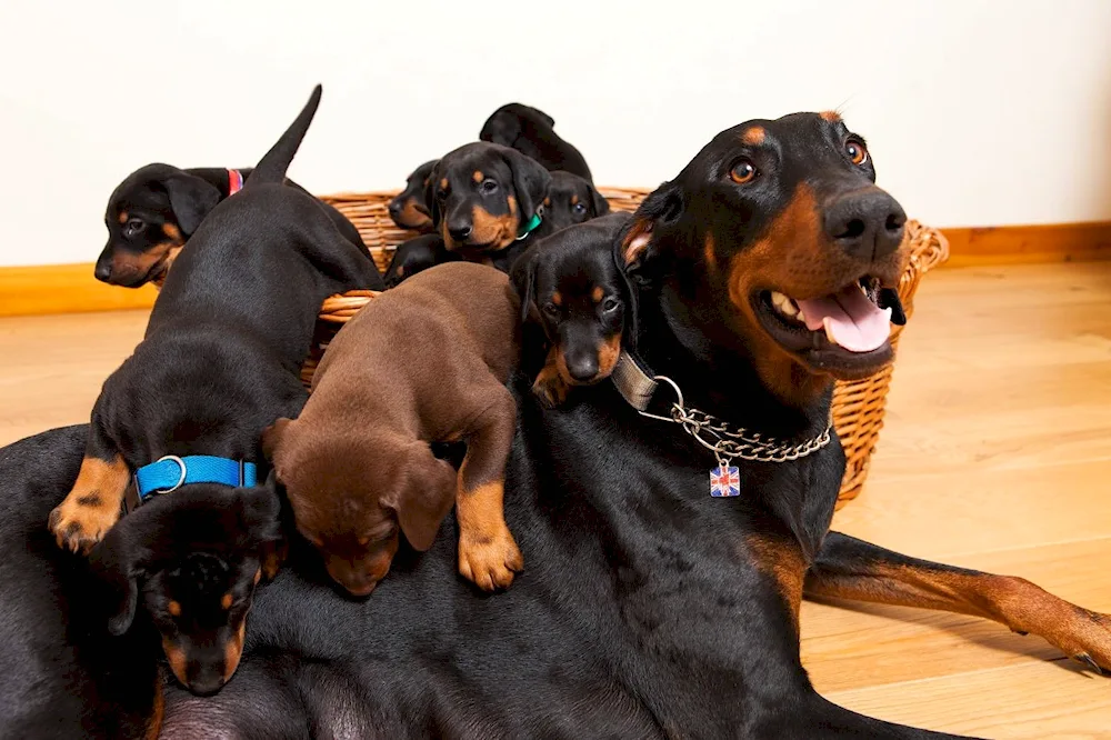 Doberman pinscher