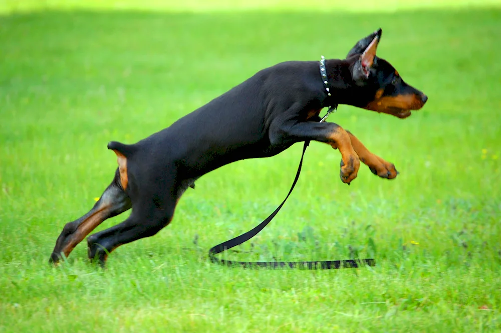 Doberman pinscher