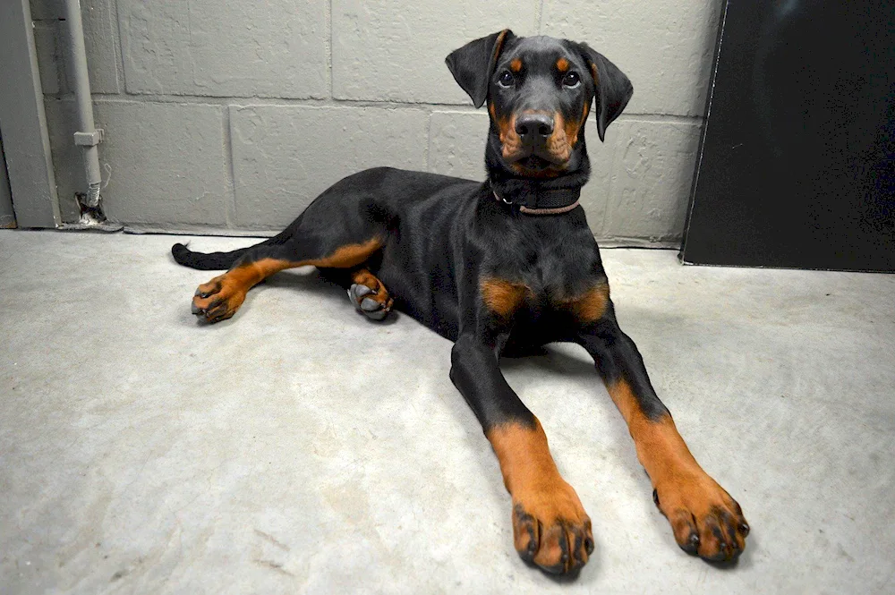 Doberman pinscher