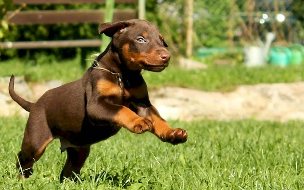 Doberman brown-pitched