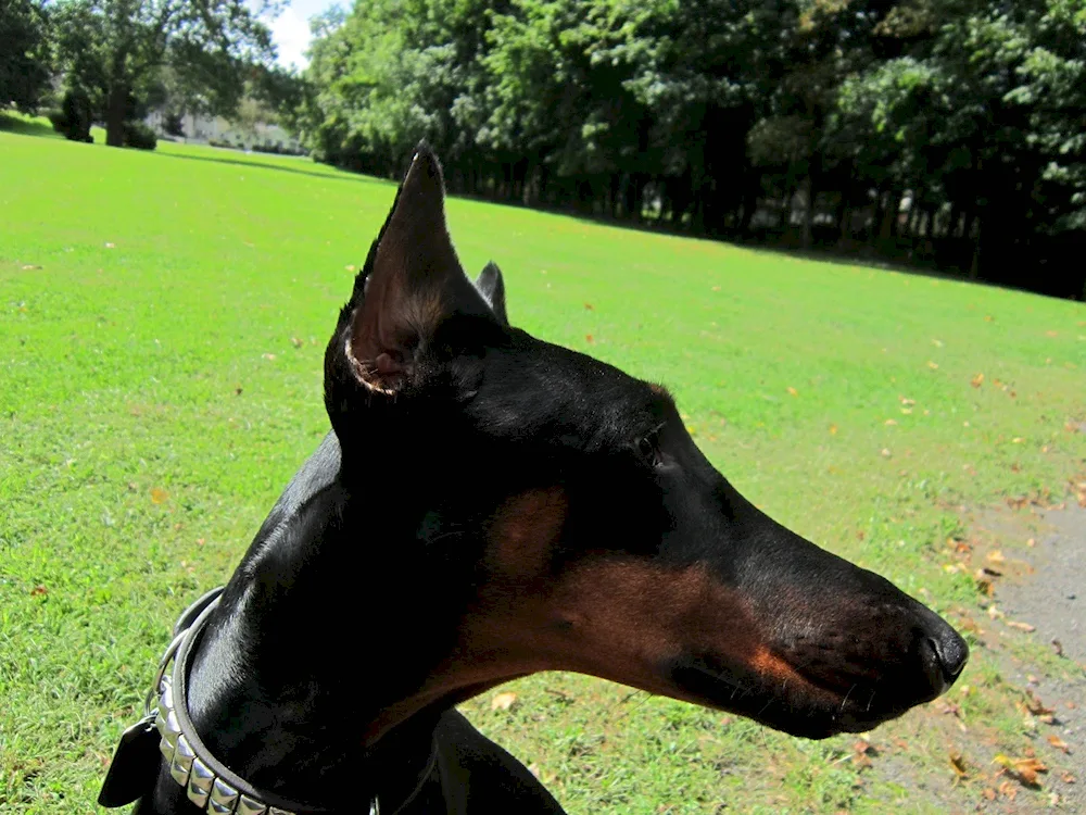 Doberman Vladek Roshina