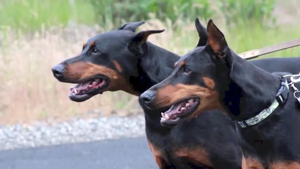 Doberman