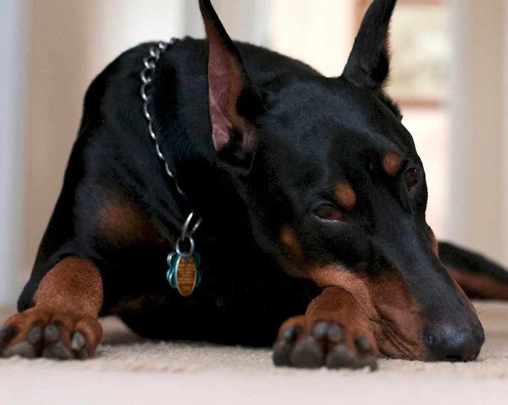 Doberman pinscher