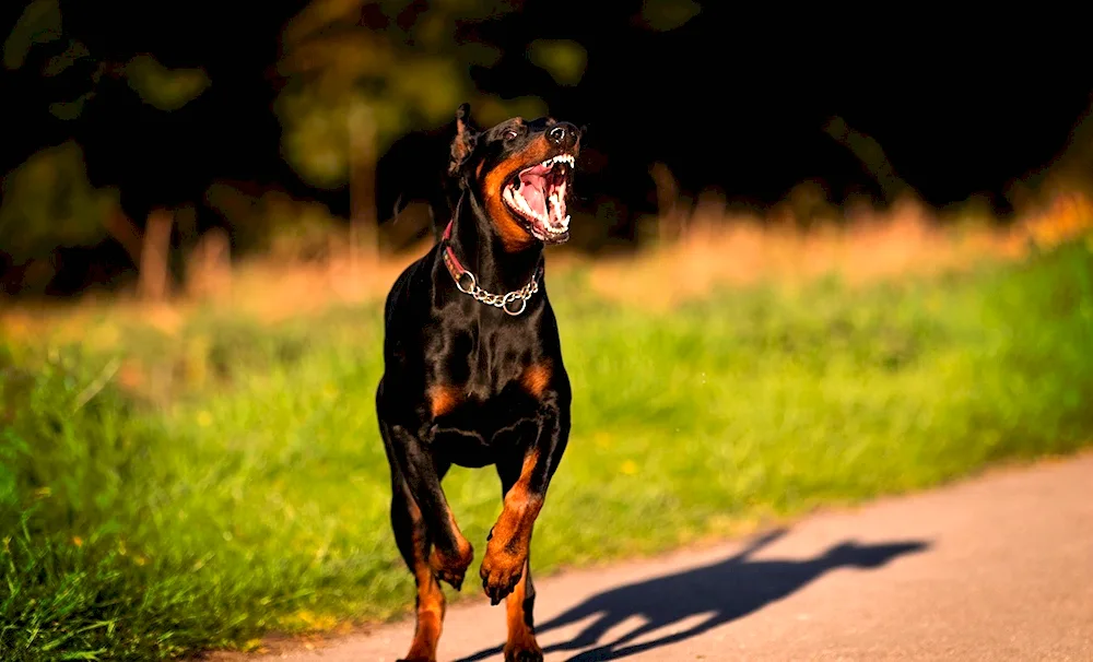 Doberman dog