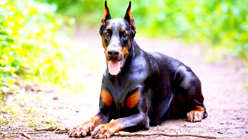 Doberman-. pinscher scalp