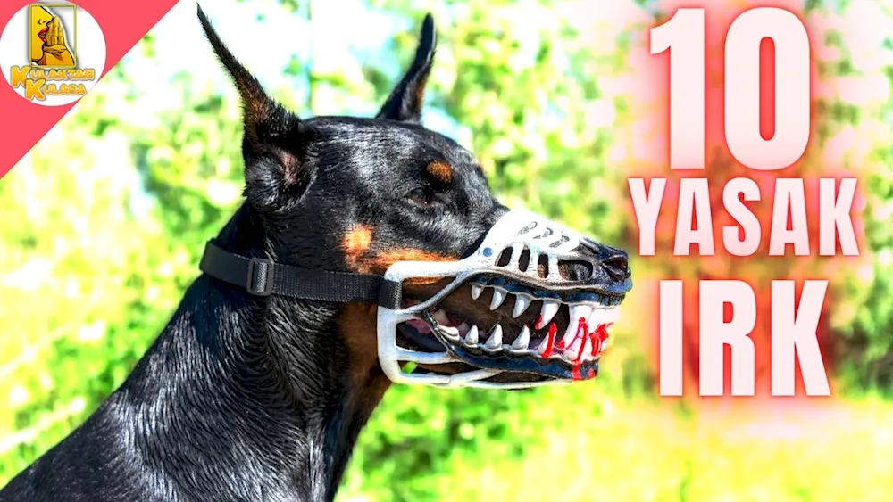 Doberman