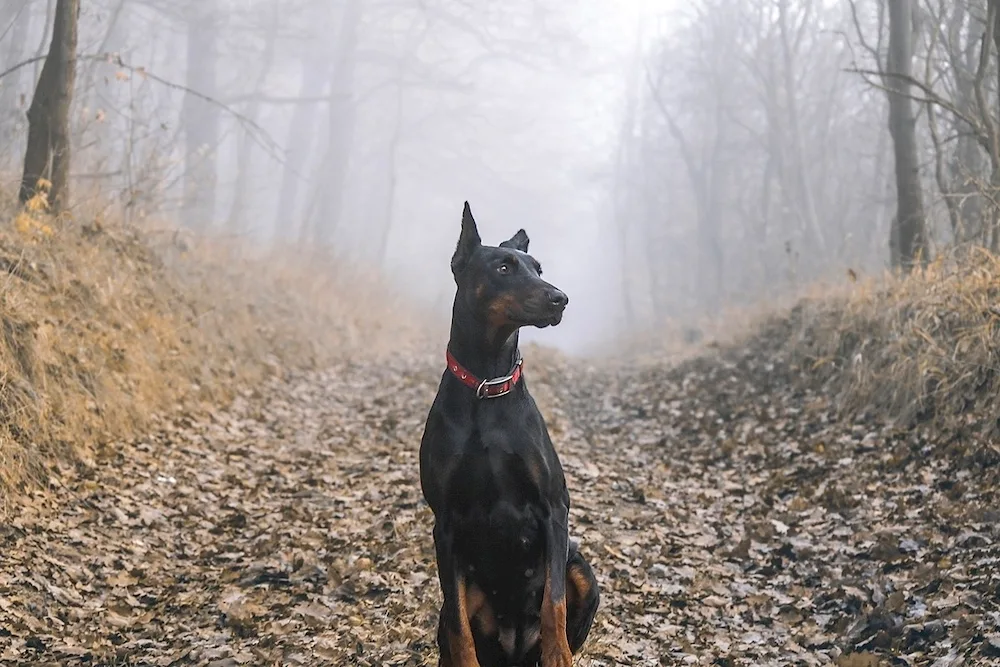 Doberman Aesthetica