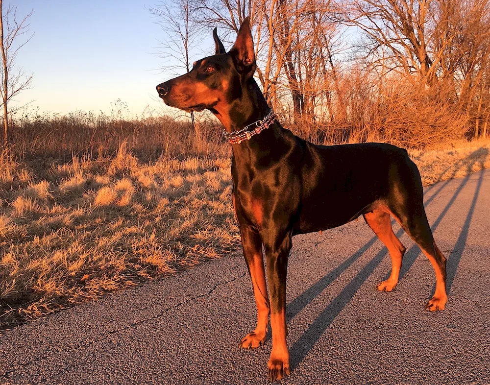 Doberman pinscher