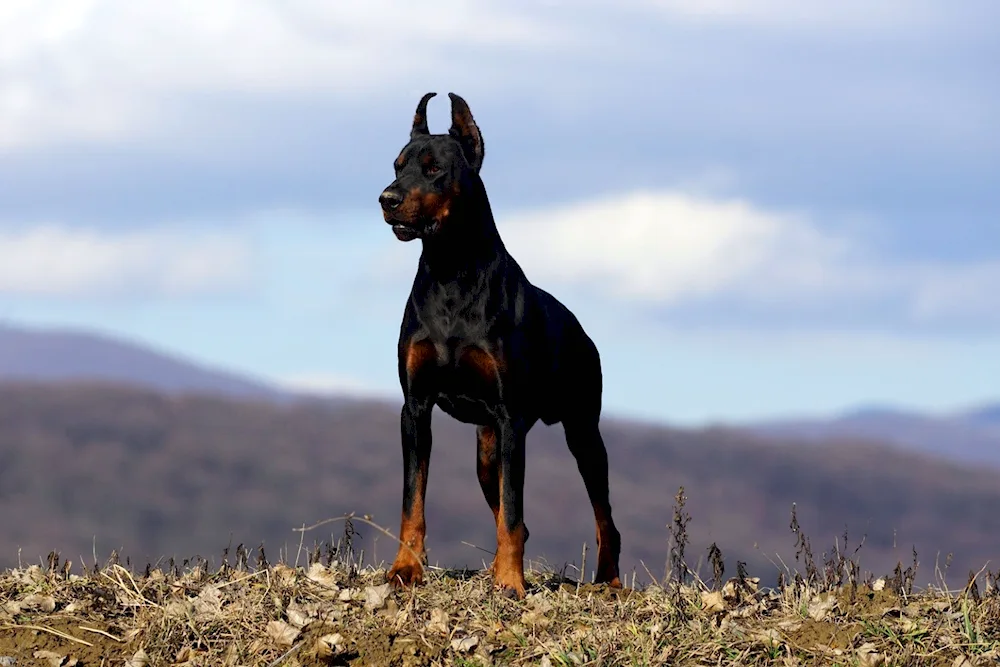 Doberman pinscher