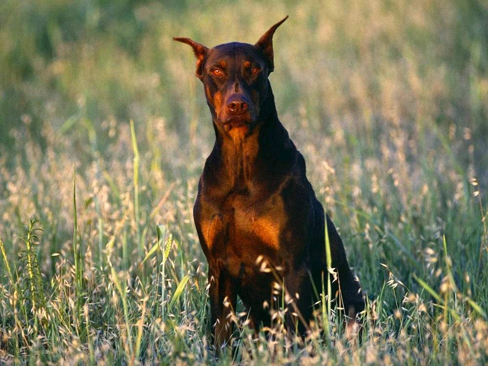 Doberman Pinscher