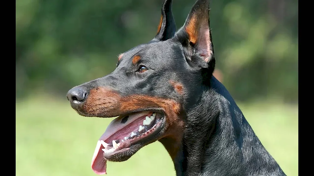 Doberman pinscher