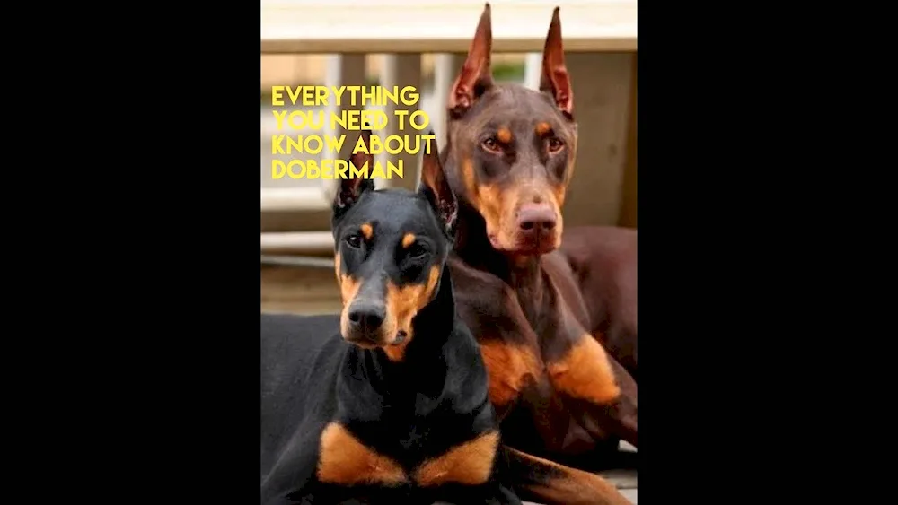 Doberman dog