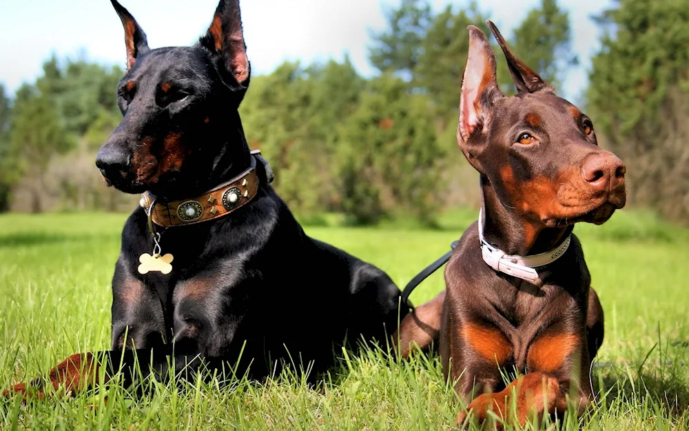 Beautiful Doberman dogs