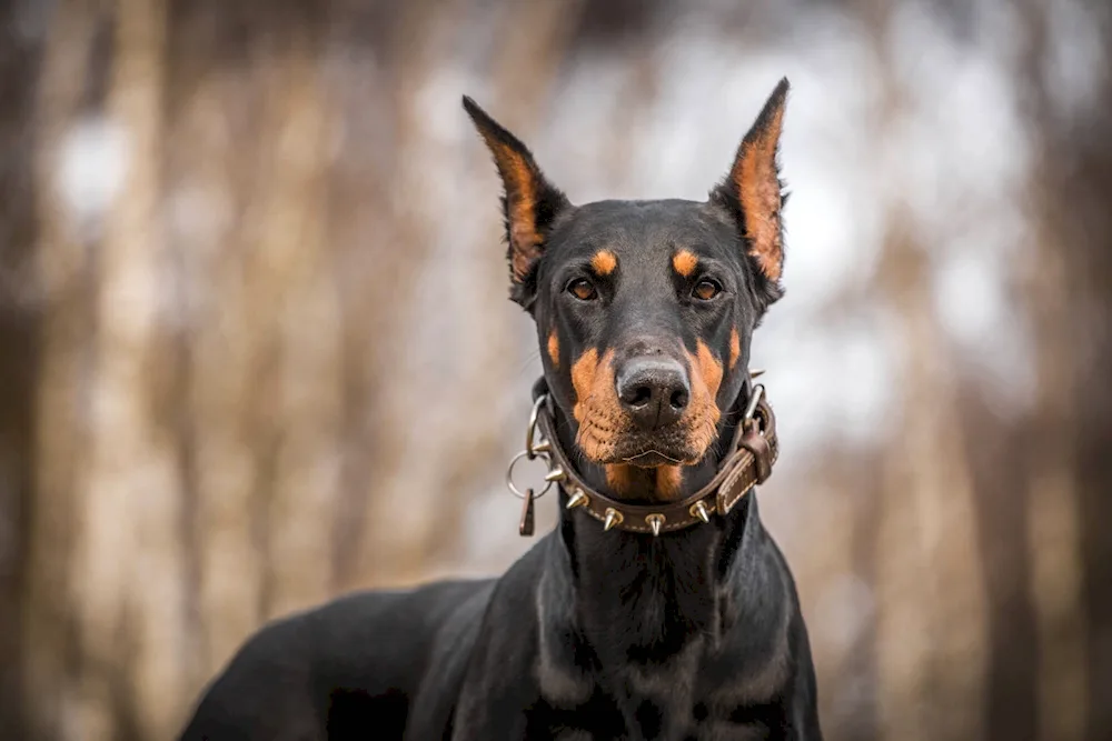 Doberman dog breeds