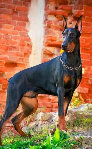 Doberman Pinscher