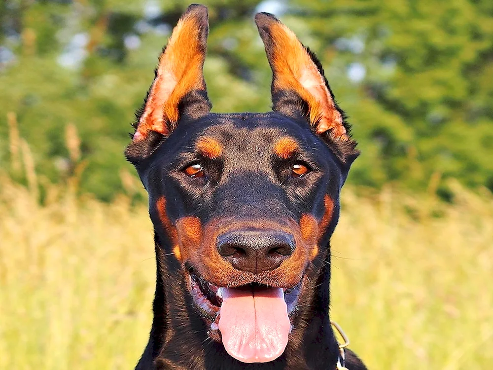 Doberman dog