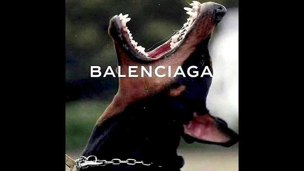 Doberman dog