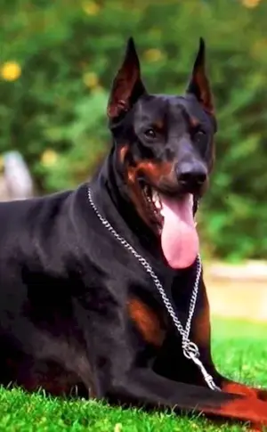 Doberman dog breeds