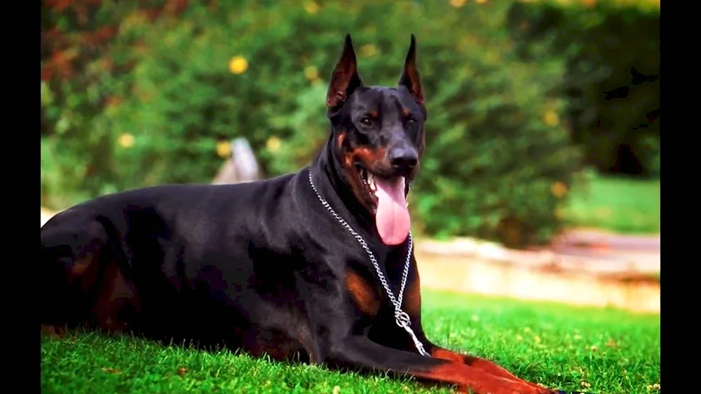 Doberman dog breeds