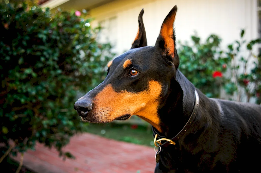 Doberman dog breeds