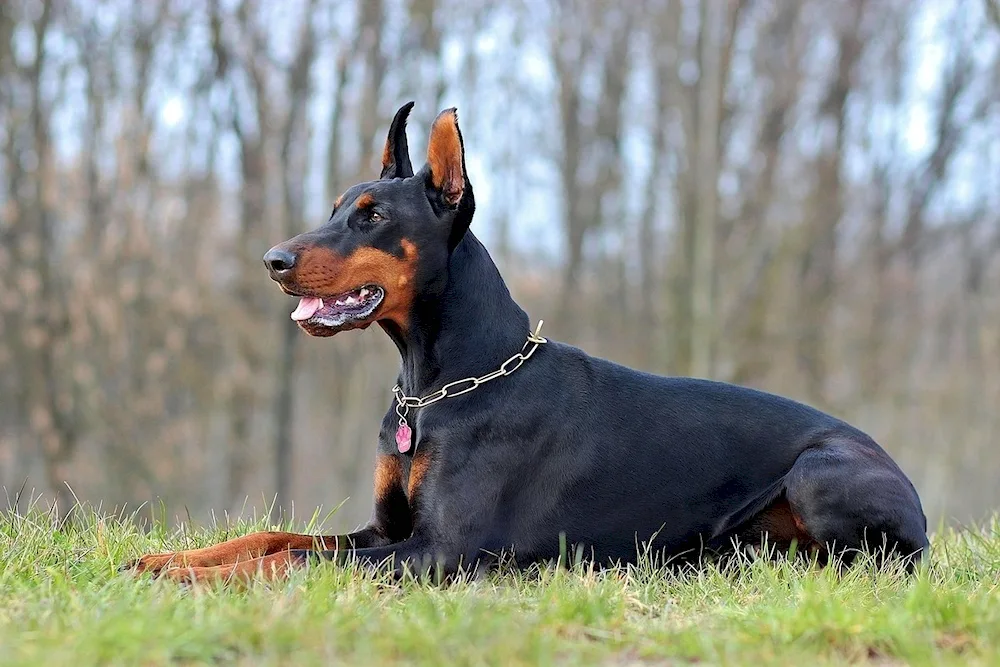 Doberman dog breeds